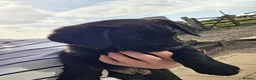 Labrador Retriever dogs for sale: 1 beautiful black labrador boy left - Advert 2