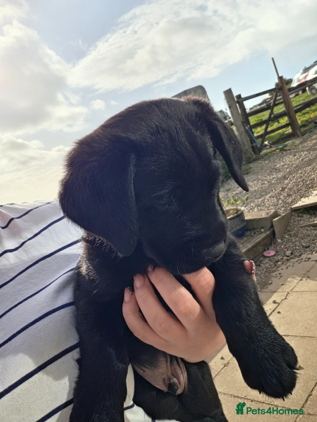 Labrador Retriever dogs for sale: 1 beautiful black labrador boy left - Advert 2