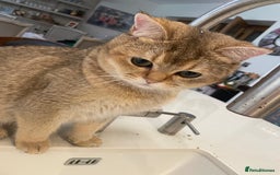 British Shorthair cats for sale: Alfie and Chester  - Image 4
