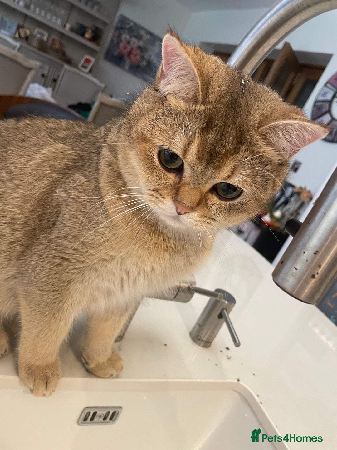 British Shorthair cats for sale: Alfie and Chester  - Image 4