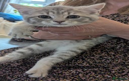 Persian cats for sale: British blue and Persian mix kittens ready now ❤️ - Image 2