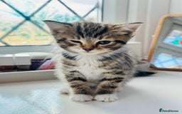 Norwegian Forest Cat cats for sale: Norwegian Forest Cat Mix kittens - Image 6