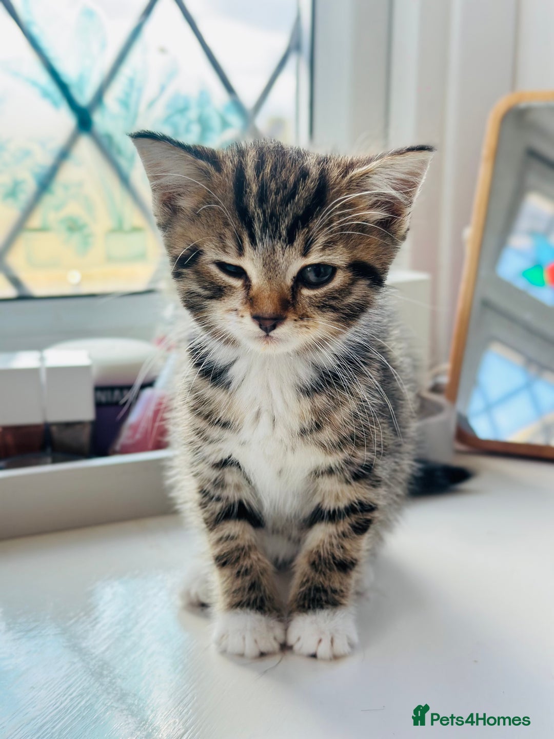 Norwegian Forest Cat cats for sale: Norwegian Forest Cat Mix kittens - Image 6