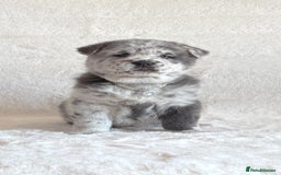 Chow Chow dogs for sale: Exotic colour chowsky puppies for sale  - Image 21
