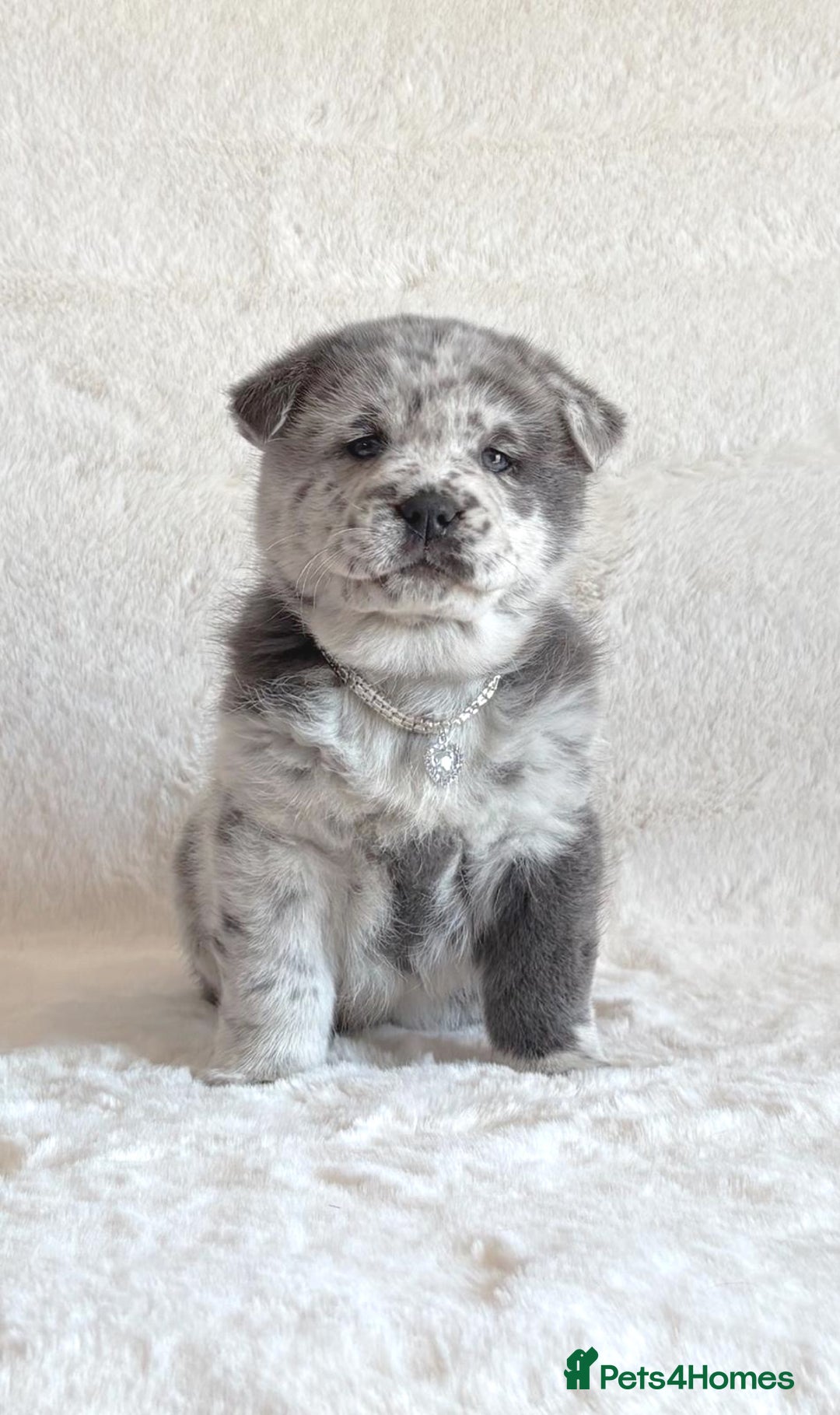 Chow Chow dogs for sale: Exotic colour chowsky puppies for sale  - Image 21