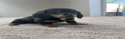 Miniature Dachshund dogs for sale: *** 3 beautiful mini dachshunds ** - Advert 21