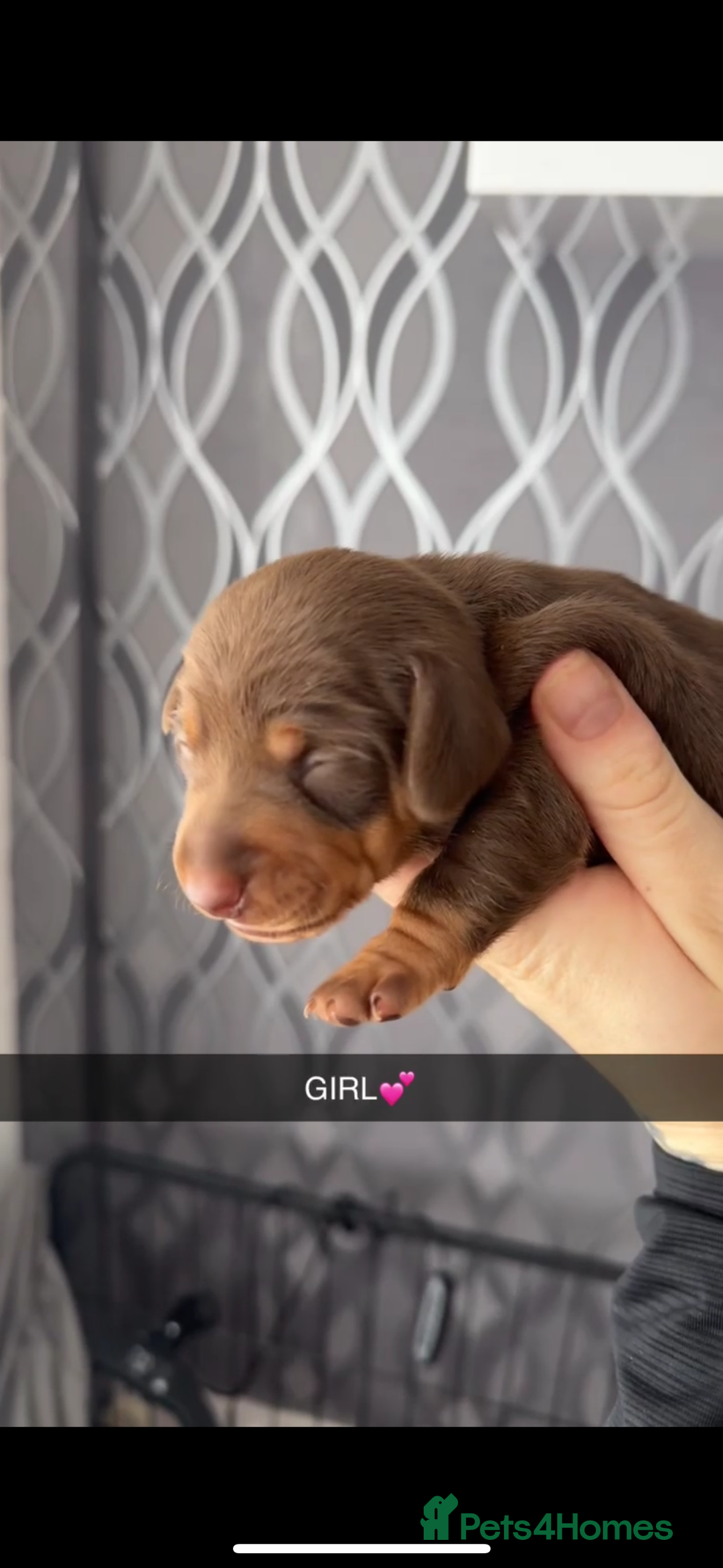 Miniature Dachshund dogs for sale: miniature dachshund pups - Image 4