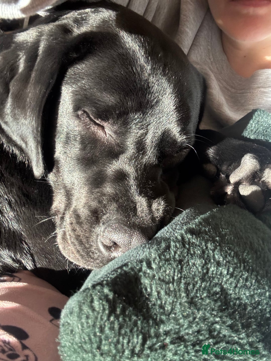 Labrador Retriever dogs for sale: Labrador retriever  - Advert 2