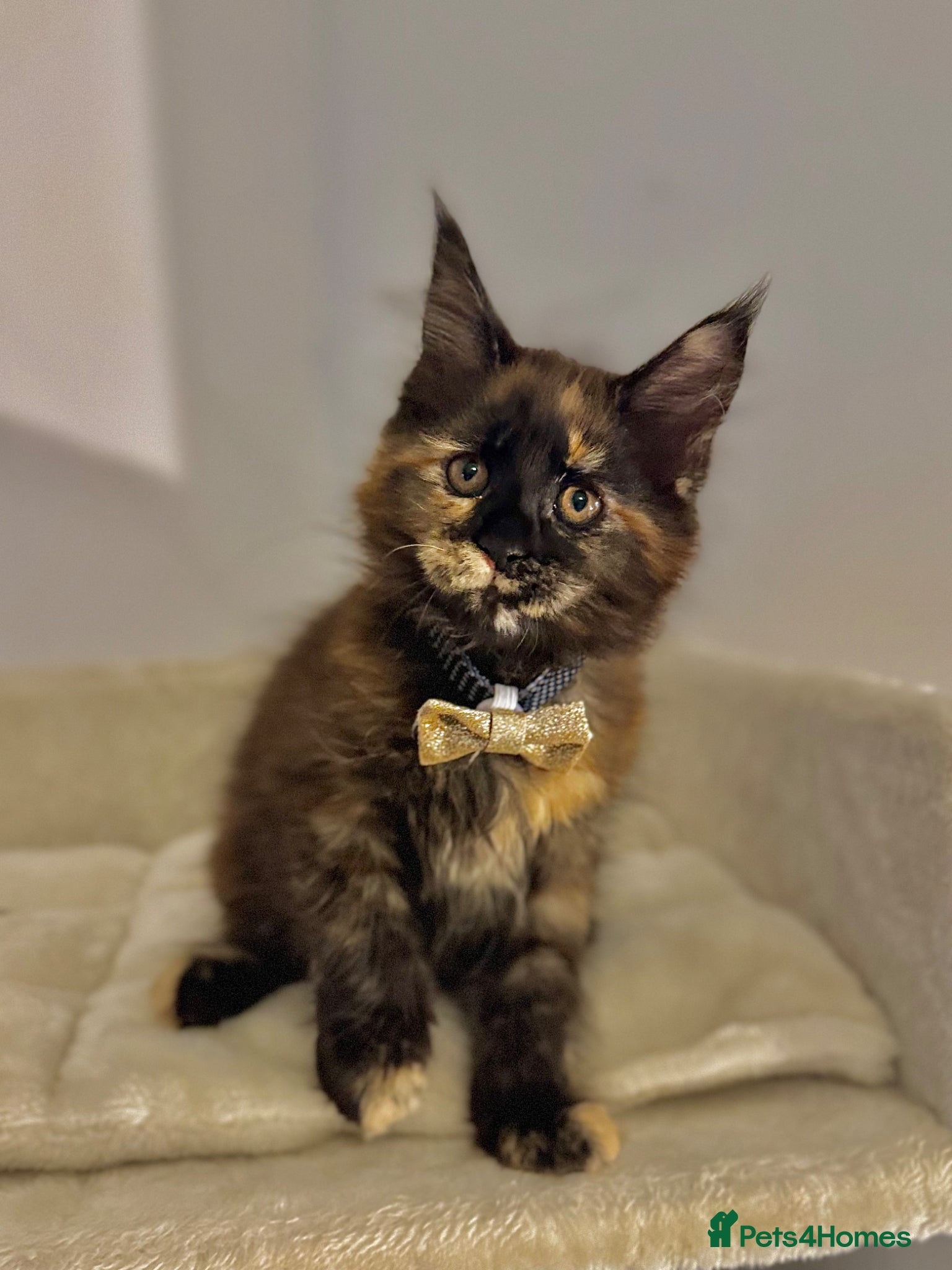 Maine Coon cats 2 Beautiful Mainecoon kittens left! - Advert 2