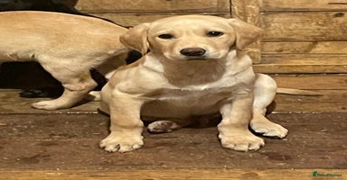 Labrador Retriever dogs - Advert 8