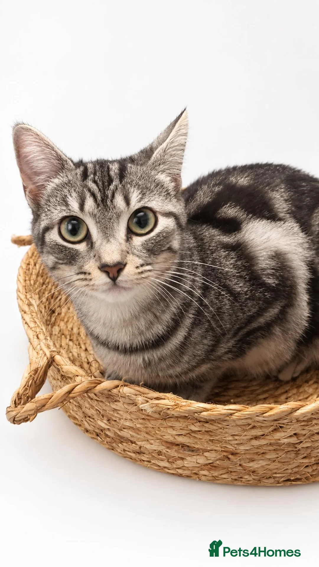 British Shorthair cats for sale: 🐱❤️ Two Beautiful Kittens ❤️🐱 - Advert 2