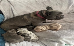 French Bulldog dogs for sale: French bulldog puppies.  - Image 5
