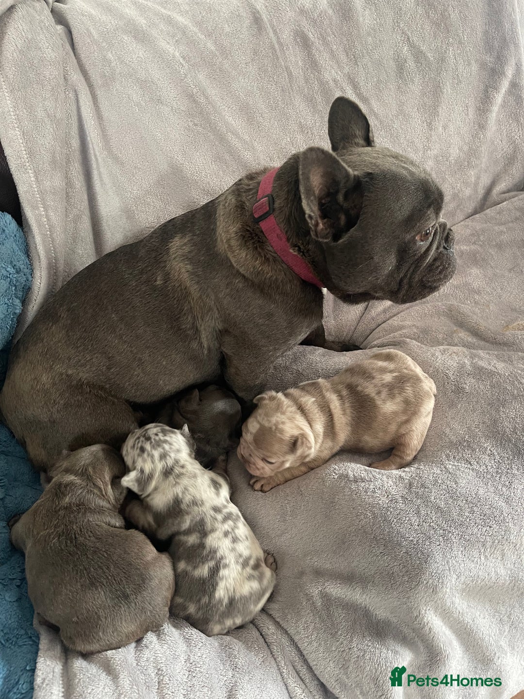 French Bulldog dogs for sale: French bulldog puppies.  - Image 5