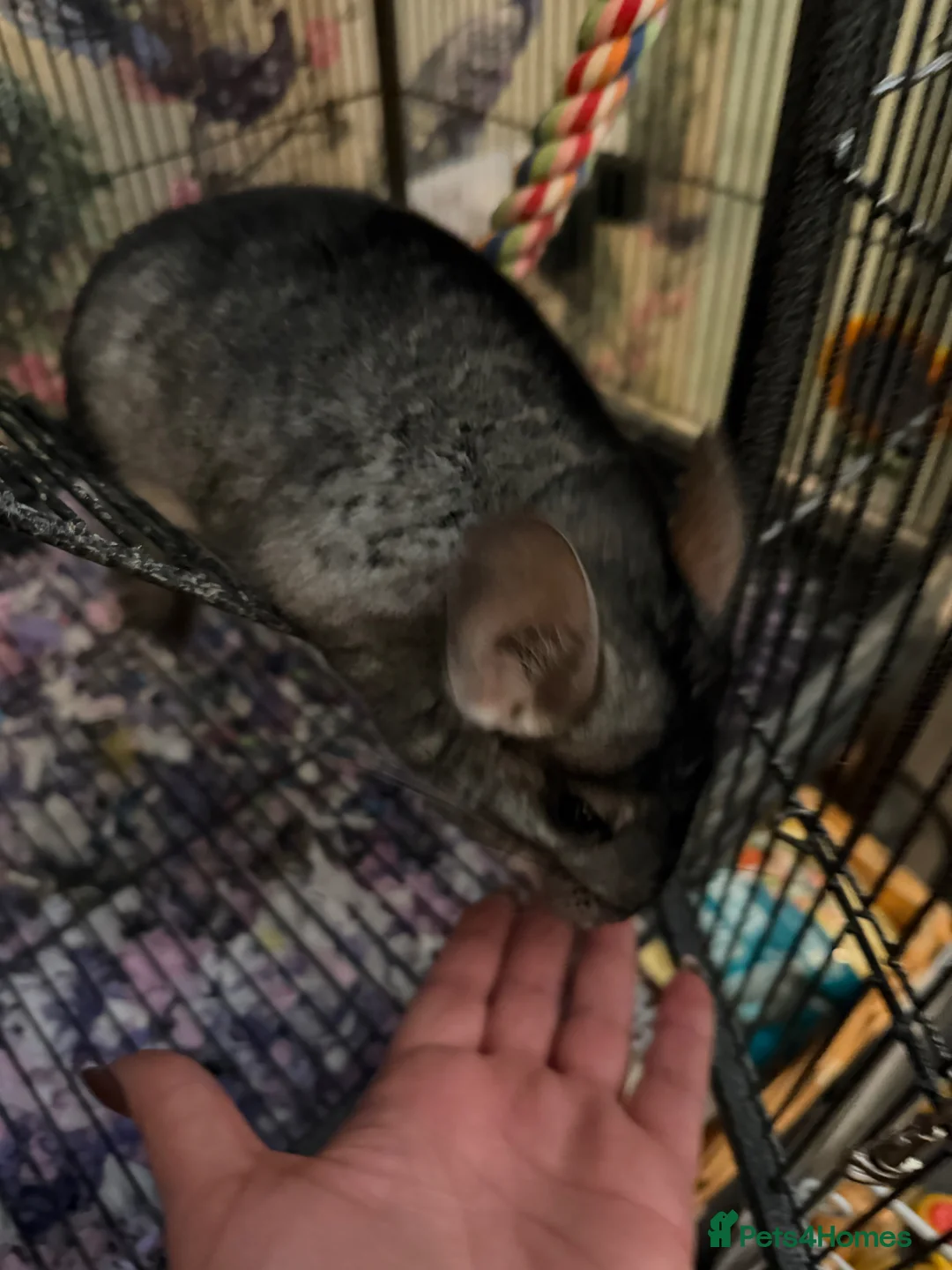 Chinchilla rodents for sale: Two male chinchillas with cage  - Advert 2