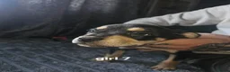 Mixed Breed dogs for sale: Saluki bull - Advert 6