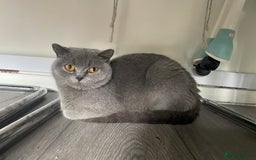 British Shorthair cats for sale: Wonderful, fluffy British Shorthair kittens - Image 18