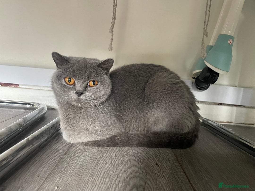 British Shorthair cats for sale: Wonderful, fluffy British Shorthair kittens - Image 18