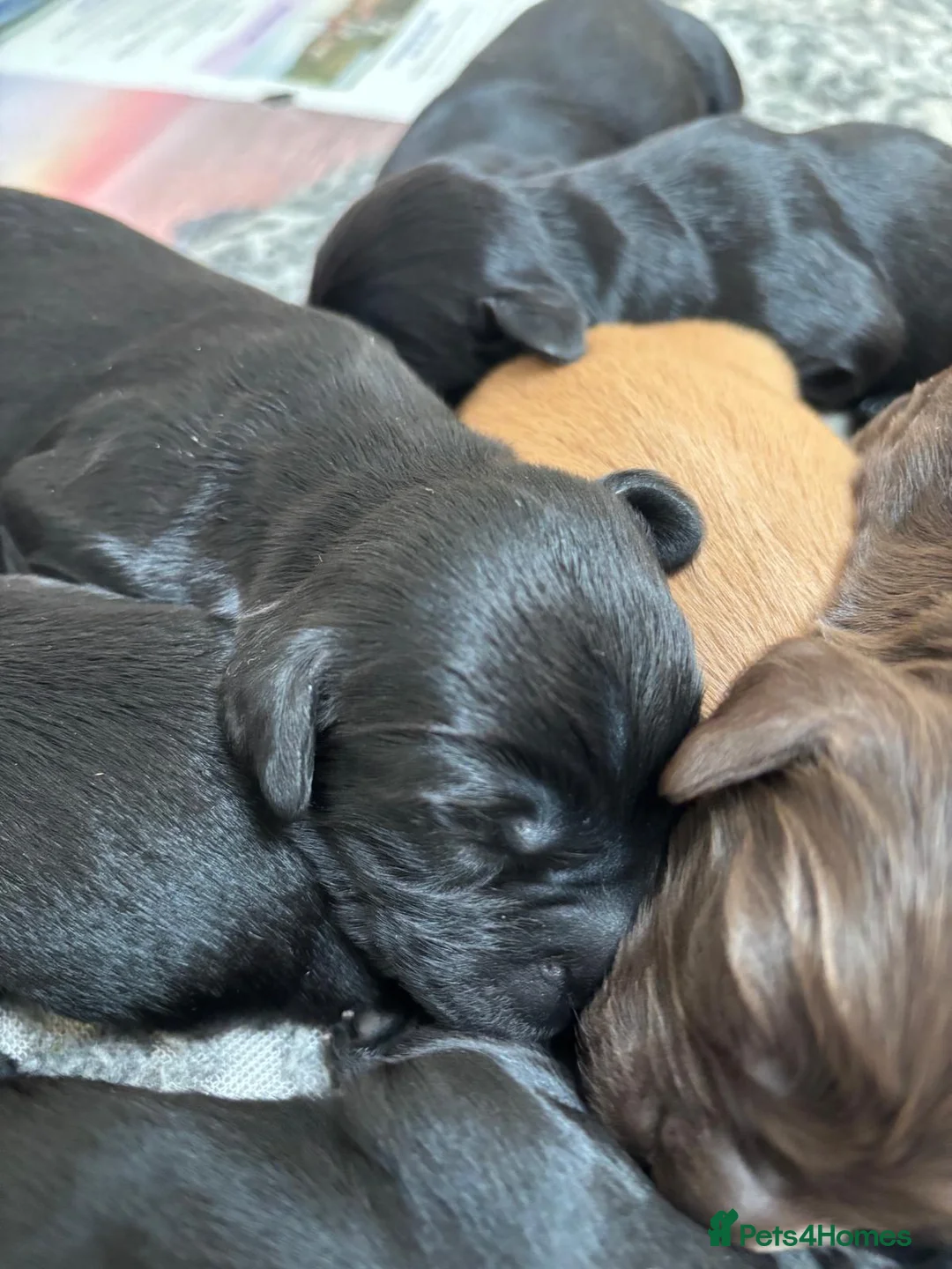 Cocker Spaniel dogs for sale: Pedigree Cocker Spaniel Puppy Dog in Colyton - Advert 12