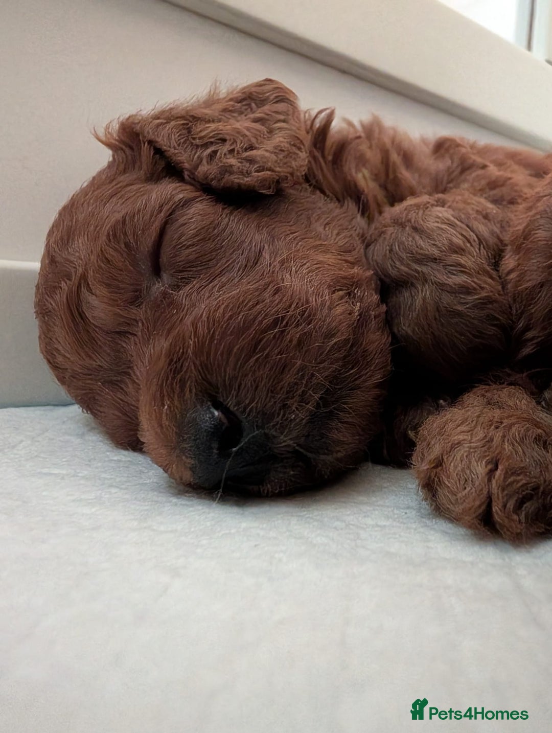 Miniature Poodle dogs for sale: Stunning red miniature poodle - Advert 4