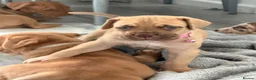 Mixed Breed dogs for sale: Last three left bandogs  - Advert 12