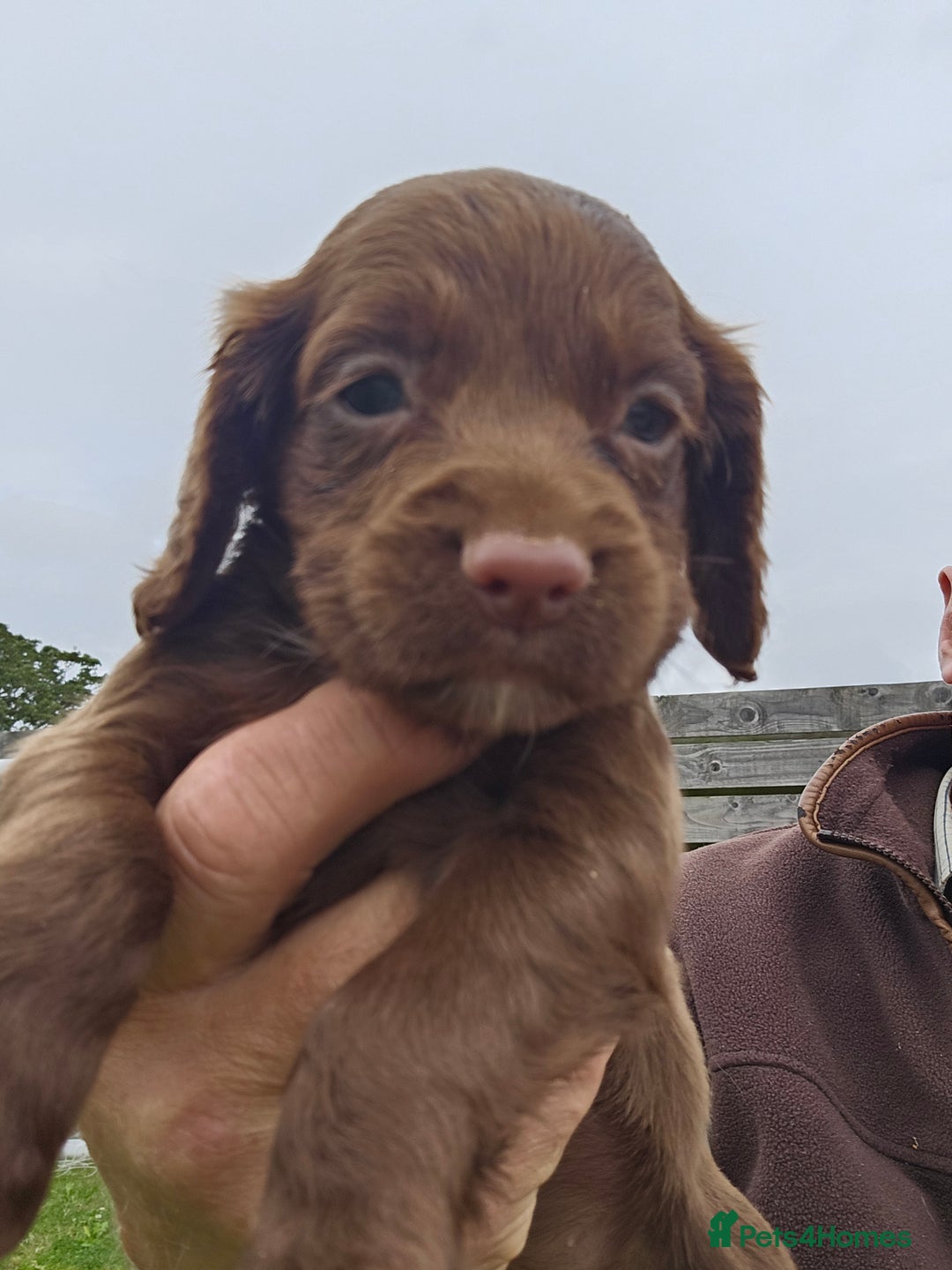 Cocker Spaniel dogs for sale: Working cocker spaniel  - Image 1