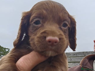 Cocker Spaniel dogs - Advert 25