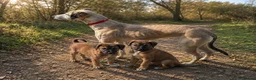 Mixed Breed dogs for sale: Saluki greyhound 2 red girls left !  - Advert 2