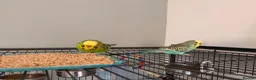 Budgerigars birds for sale: 2 budges plus cage  in Bristol - Advert 6