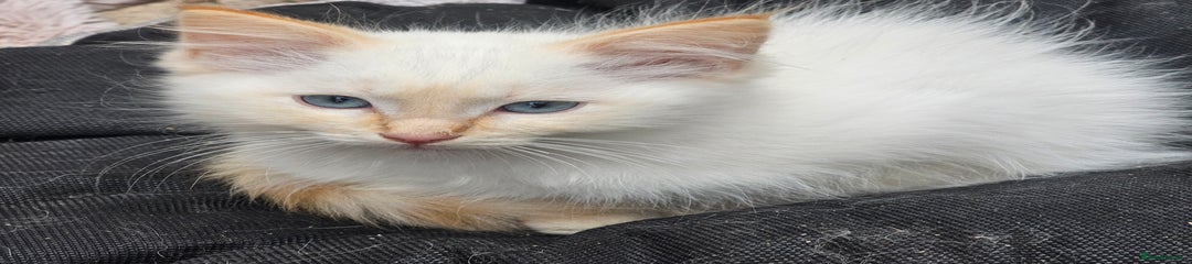 Ragdoll Kitten 1