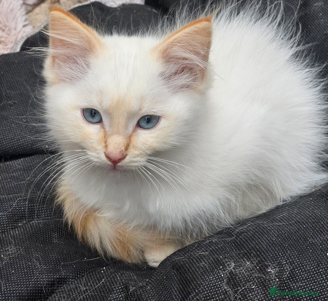 Ragdoll cats for sale: Ragdoll kittens - Image 10