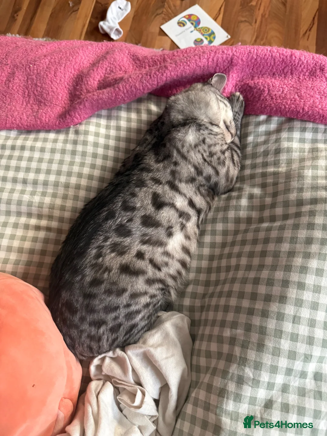 Bengal cats for sale: Bengal cat looking for a loving forever home in London - Advert 2