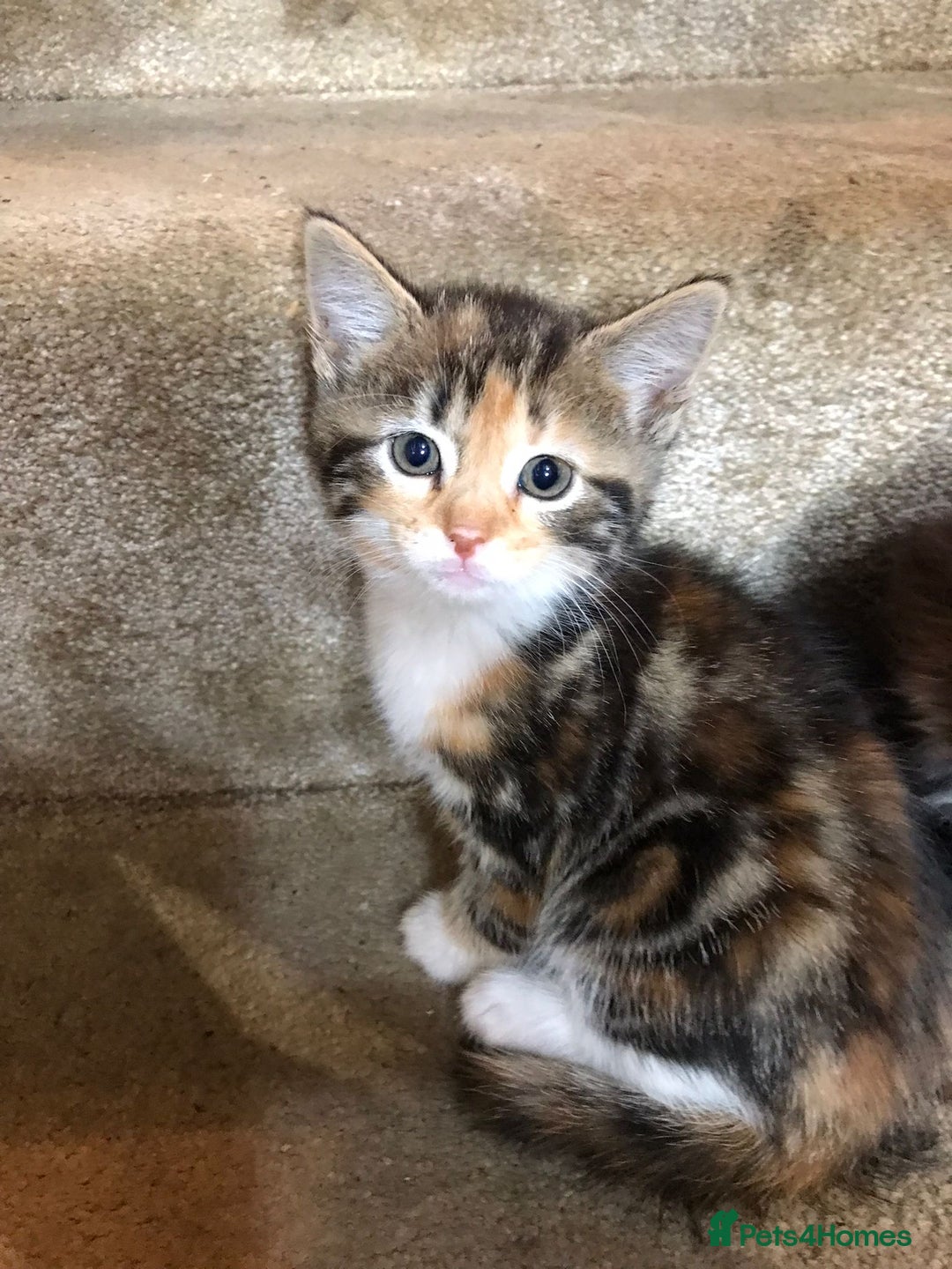 Ragdoll cats for sale:  ragdoll x Selkirk rex kittens  - Image 2