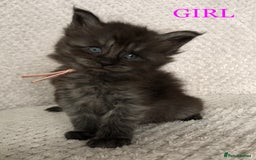 Maine Coon cats for sale: MaineCoon Kittens For Sale Black Smoke - Image 6