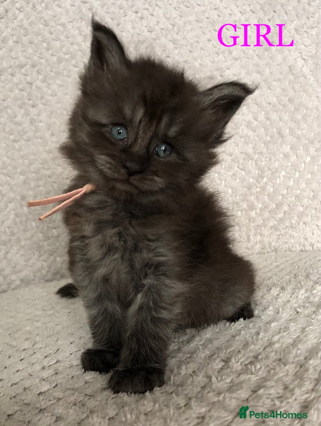 Maine Coon cats for sale: MaineCoon Kittens For Sale Black Smoke - Image 6