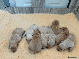 Labrador Retriever dogs BEAUTIFUL KC REG YELLOW LABRADOR PUPPIES - Advert 14