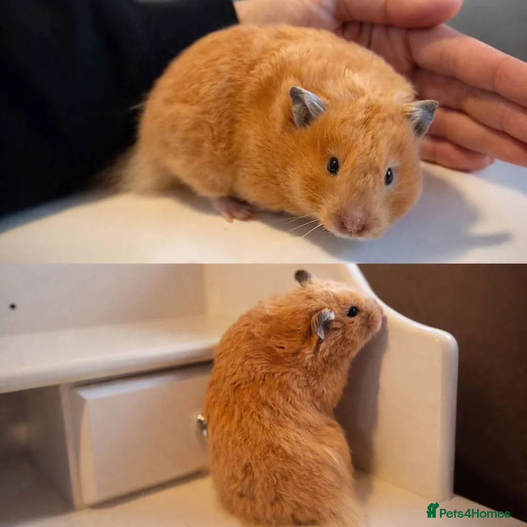 Hamster rodents for sale: Female Pedigree Syrian Hamster - Advert 5