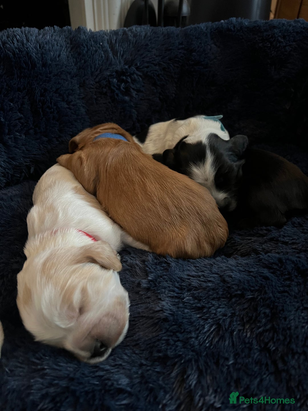 Cocker Spaniel dogs for sale: Show Cocker Spaniel Puppies - Advert 3