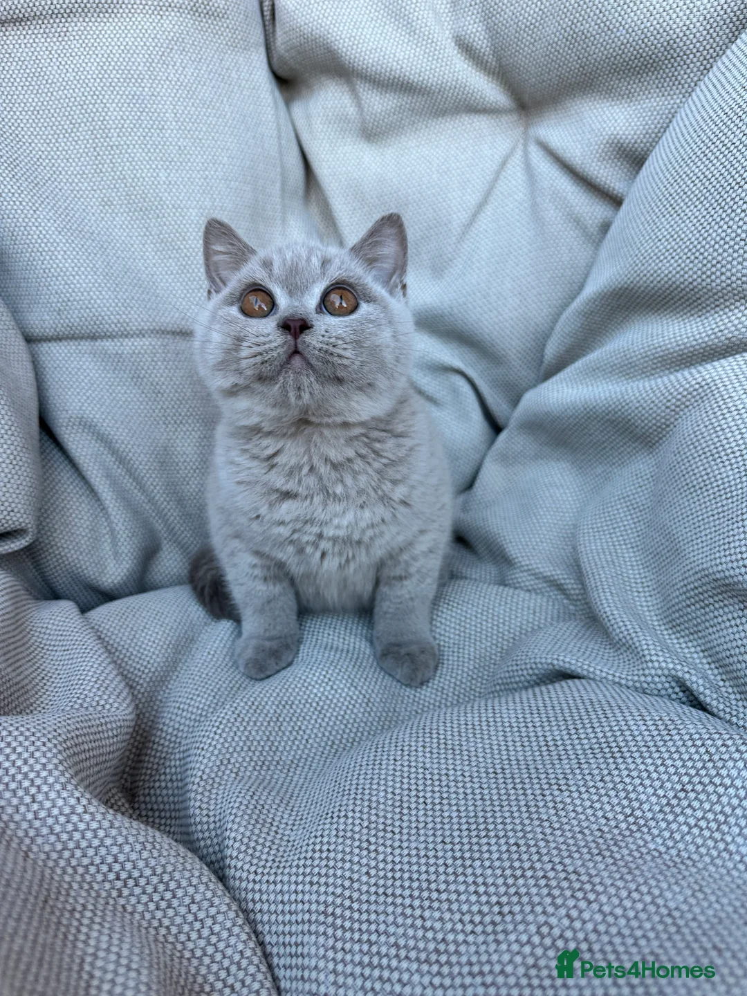 British Shorthair cats for sale: British Shorthair Chunky Chocolate Kittens🐻 - Advert 26