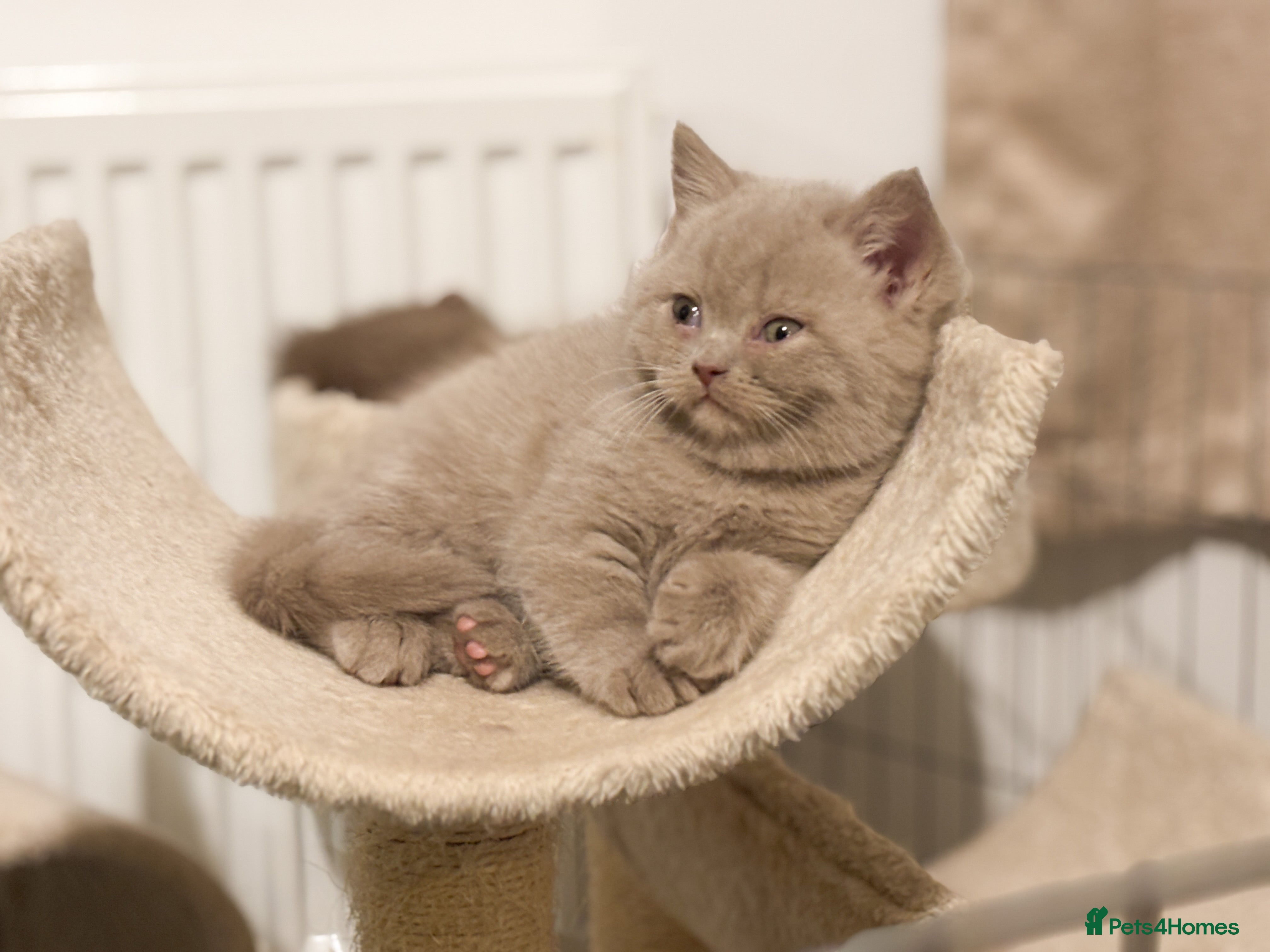British Shorthair cats British shorthair and longhair  - Advert 17