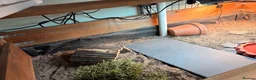 Tortoise reptiles for sale: Female Horsefield Tortoise with full set up - Advert 4