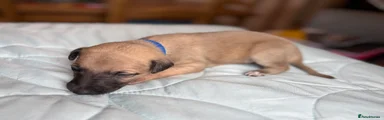 Whippet Puppy 1
