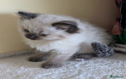 Ragdoll cats for sale:  Ragdoll kitten  - Advert 3