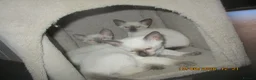 Siamese cats for sale: siamese kittens - Advert 3