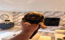 Shihpoo dogs for sale: 5 little shihpoos for sale. All beautiful boys  - Image 4