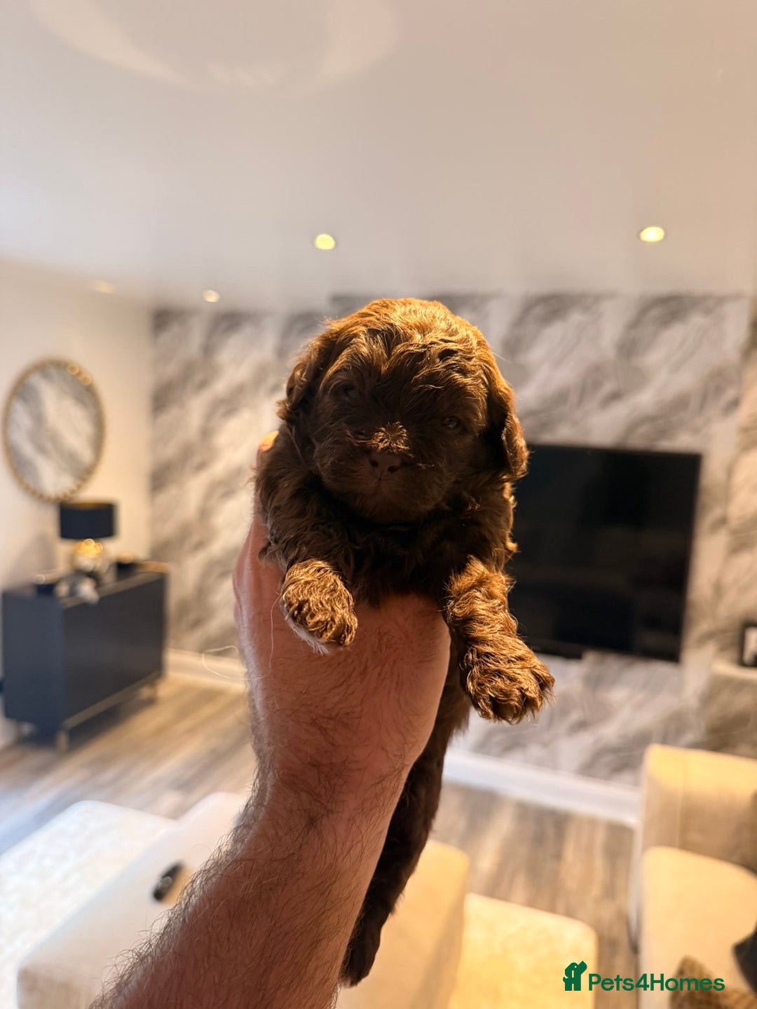 Shihpoo dogs for sale: 5 little shihpoos for sale. All beautiful boys  - Image 4