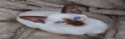 Siamese cats for sale: Stunning GCCF Siamese & Oriental Kittens - Advert 12