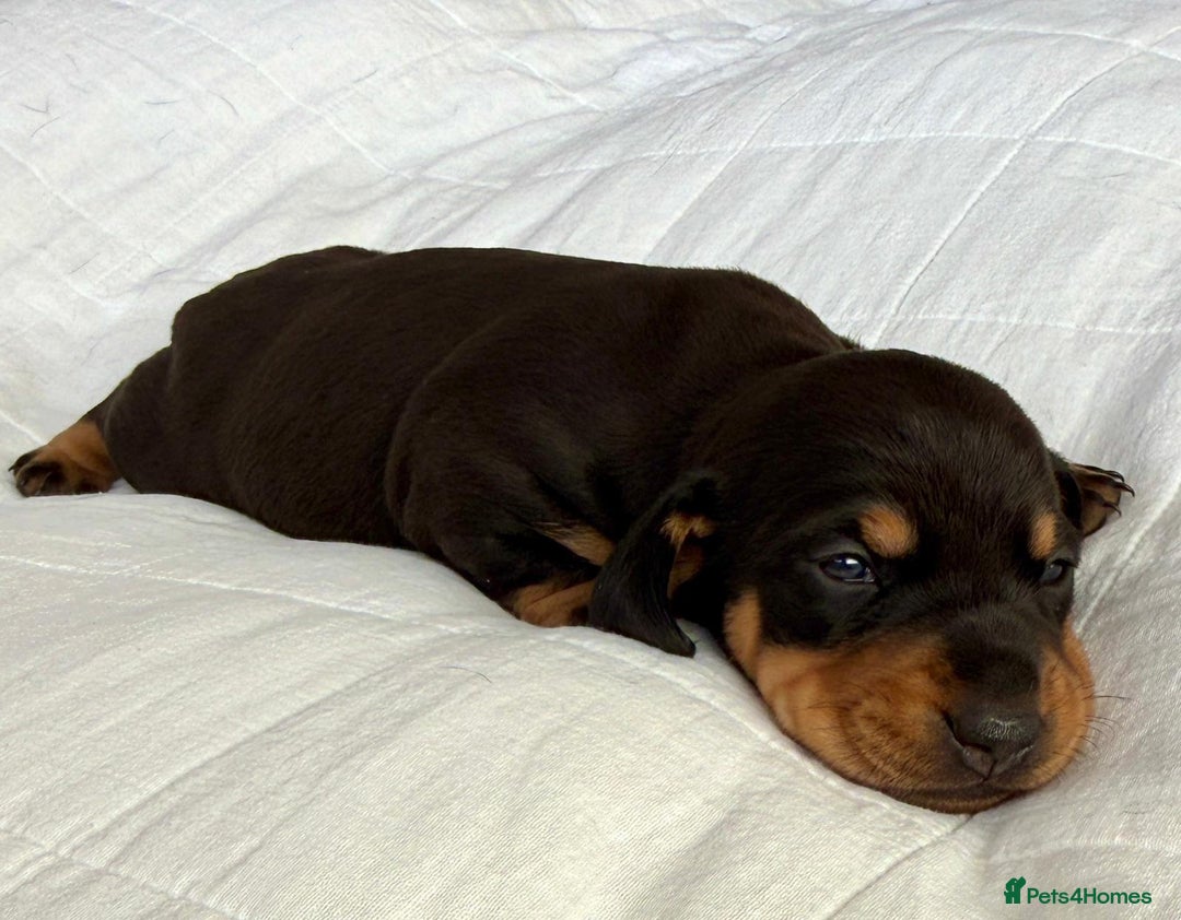 Miniature Dachshund dogs for sale: Two beautiful mini dash’s  - Image 15