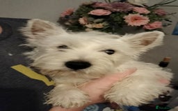 West Highland Terrier dogs for sale: **ready now** KC show line girl - Image 10