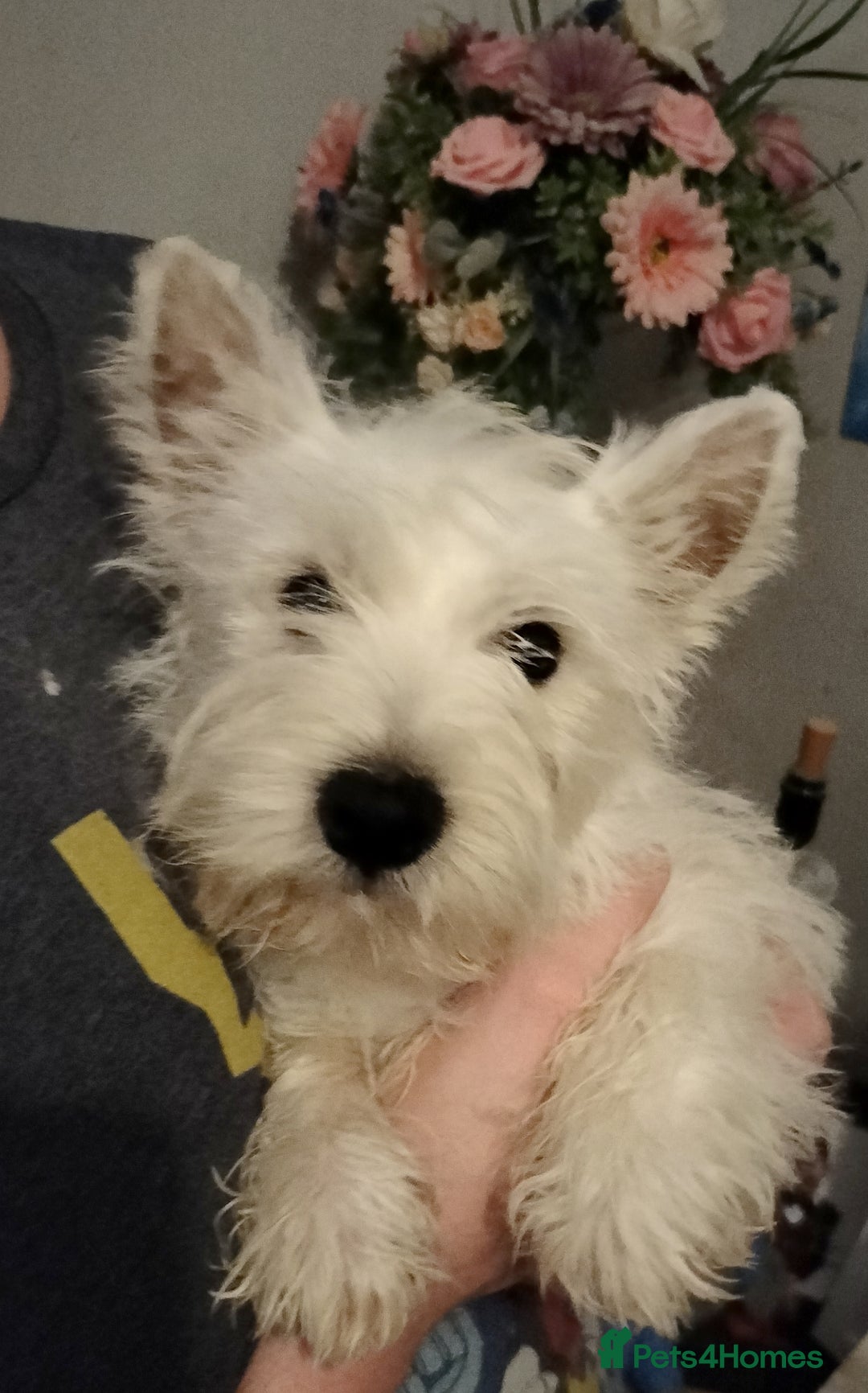 West Highland Terrier dogs for sale: **ready now** KC show line girl - Image 10