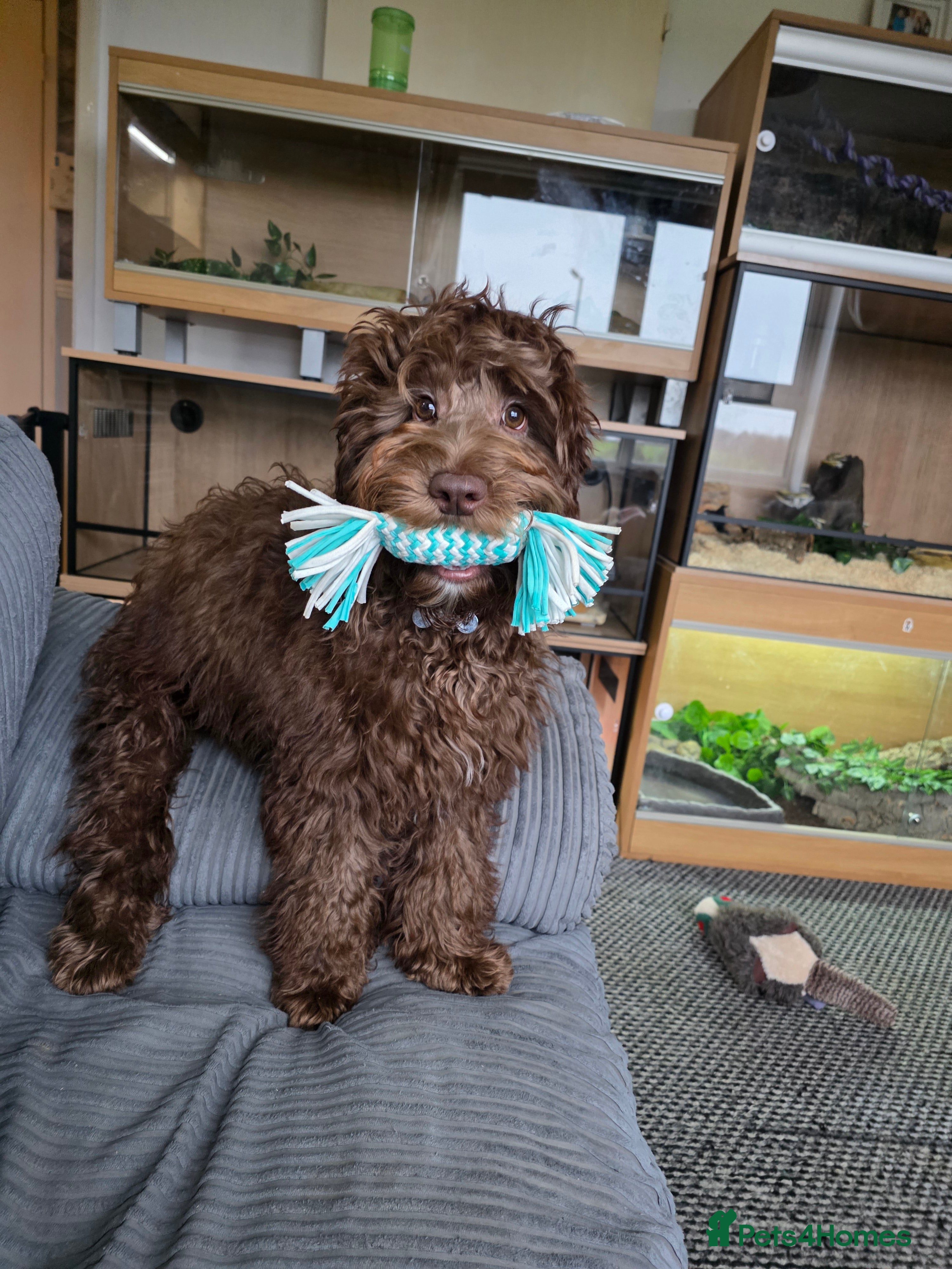 Mixed Breed dogs 6 month old Labradoodle Pup - Advert 6